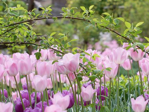 Bild Picturegarden Rohner: Fast unbemerkt entwickelt sich im farbenfrohen Tulpenmeer bereits der Staudenphlox. Die spätfrühlingshafte Szenerie wird zudem von Wildrosenranken gesäumt.