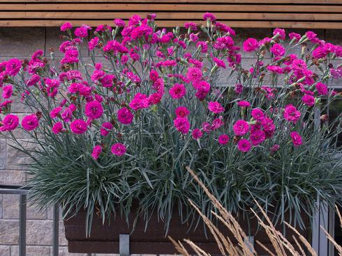 Nelken Die Gottliche Blume Garten Ch