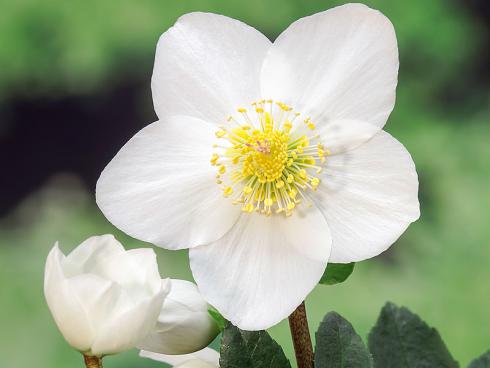 Bild Picturegarden Rohner: Christrosen werden nicht von ungefähr «Winterrosen» genannt.