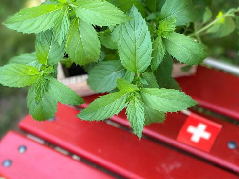 Bild Picturegarden Rohner: Die «Schweizer Minze» ist botanisch eine Mentha x piperita