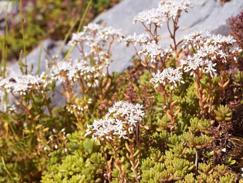 Bild JardinSuisse: Der Weisse Mauerpfeffer (Sedum album) ist einheimisch und immergrün. Im Juni bis August bilden sich weisse Blütenstände. Besonders schön wirkt er zwischen grossen Steinen gepflanzt.