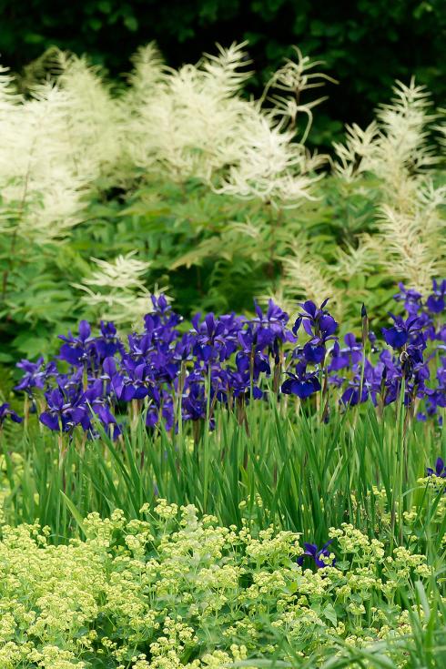 Bild Picturegarden Rohner: Traum in Blau: Sumpfschwertlilien (Iris sibirica), im Vordergrund von Frauenmantel (Alchemilla) sowie im Hintergrund von Waldgeissbart (Aruncus) umgarnt.