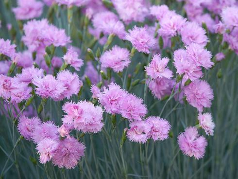 Duftstein Indonesische Nelken-Blüte