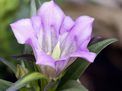 Bild  Picturegarden Rohner: Die rosafarbene Sorte des Japanischen Enzians passt perfekt zu auberginefarbenem Blattschmuck wie Purpurglöckchen oder Bergenien.