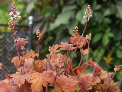 Bild Picturegarden | Rohner: Heucherella Sweet Tea, die Bastard-Schaumblüte (Heucherella) imponiert durch ihr ganzjährig herbstlich anmutendes Laub. Auch als Bodendecker geeignet.