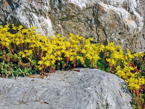 Bild JardinSuisse: Die sternchenförmigen, goldgelben Blüten des einheimischen Scharfen Mauerpfeffers (Sedum acre) dienen verschiedenen Wildbienenarten als Nahrungsquelle. Am schönsten wirkt er zwischen Mauersteinen oder als Grasersatz auf sandigen, nährstoffarmen Böden.