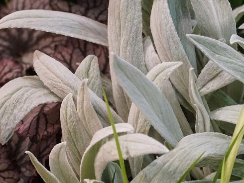 Bild Picturegarden Rohner: Die Stachys-Sorte 'Bello Grigio’ glänzt mit lanzettlichen Blättern, die ebenso flauschig sind, wie diejenigen vom Wollziest. Leider ist die Pflanze deutlich weniger winterhart. 