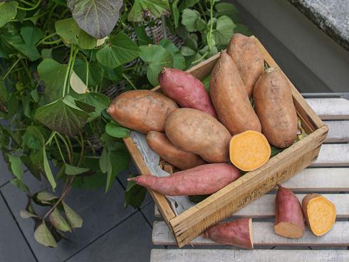 Bild Picturegarden Rohner: Ob im Garten, auf Balkon oder Terrasse: Zierkartoffeln bringen erstaunliche Erträge hervor.