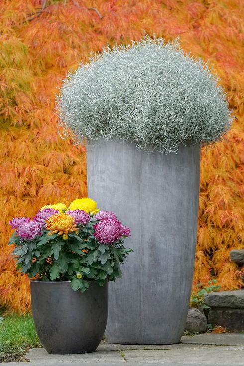 Bild Picturegarden Rohner: Inmitten einer pflanzlichen Herbstfanfare wirkt die Stacheldrahtpflanze im hochgeschlossenen grauen Gefäss fast wie ein Exot, dabei ist die Realität genau umgekehrt… 