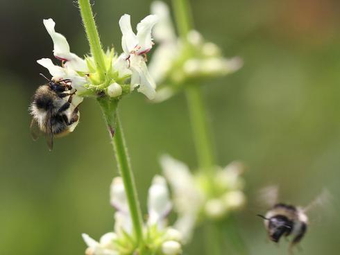 Bild Daniel Labhart: Wildbienen benötigen reiche Nektarquellen, Nistkästen alleine helfen nicht (Stachys recta)