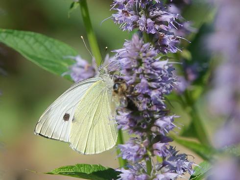 Bild Picturegarden Rohner: Die Duftnessel ist von Juli bis September eine Nektaroase für allerlei Insekten. 