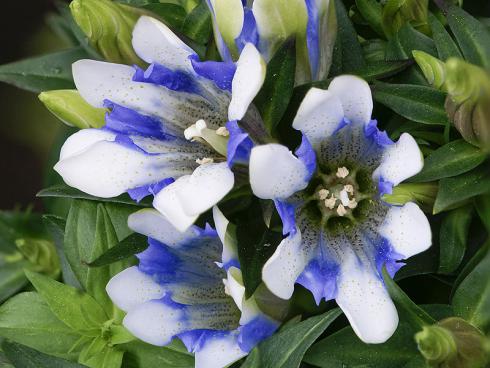 Bild  Picturegarden Rohner: Die zweifarbige, ziemlich grossblütige Sorte des Japanischen Herbstenzians ist ein besonderes Bijou.