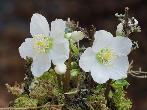 Bild Picturegarden Rohner: Auch kleine Pflanzen blühen sehr willig.