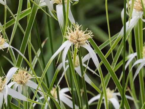 Bild Picturegarden | Rohner: Rhynchospora, ein echter Hingucker: der zurzeit angesagte «Sterntänzer» ist ein äusserst dekoratives Ziergras.