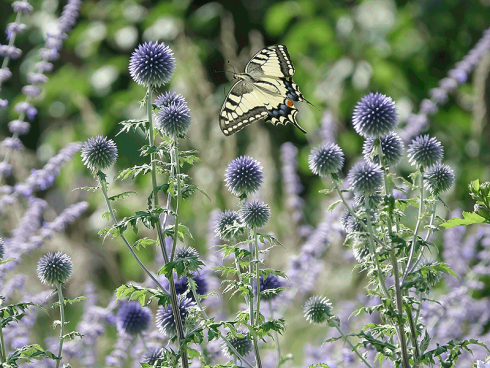 Bild: Picturegarden Rohner - Kugeldisteln (Echinops) sind sowohl bei Bienen als auch Schmetterlingen beliebt.