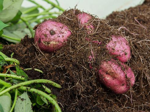 Bild Picturegarden Rohner: Die Zierkartoffel ‚Erato White’ hat hübsche violette Knollen mit weissem Fleisch.