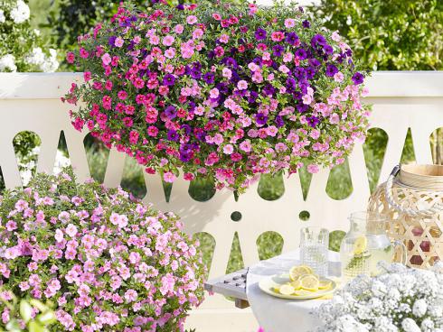 © Dümmen Orange Fröhlich bunter Farbmix mit drei verschiedenfarbigen Zauberglöckchen (Calibrachoa ʻAloha Kona Hot Pink’, ʻSoft Pink’ und ʻMidnight Blue’)