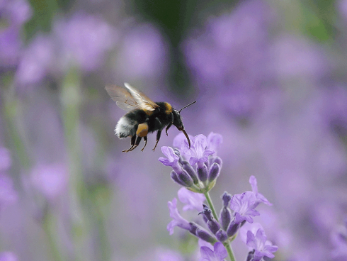 Bild: Picturegarden Rohner - Eine Erdhummel auf Nektarsuche in der Lavendelrabatte.