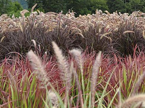 Bild Picturegarden | Rohner: Das Federborstengras (Pennisetum) oder der Chinaschilf (Miscanthus) und andere Ziergräser wachsen auf dem Produktionsfeld zu imposanten Büschen heran.