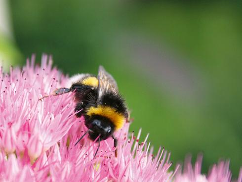 Bild JardinSuisse: Wildbienen, Hummeln und andere Insekten nutzen Sedum als Nektarquelle. Gerade Arten wie Sedum 'Herbstfreude' blühen spät im Jahr, also zu einem Zeitpunkt, wenn das Angebot an Blüten abzunehmen beginnt.