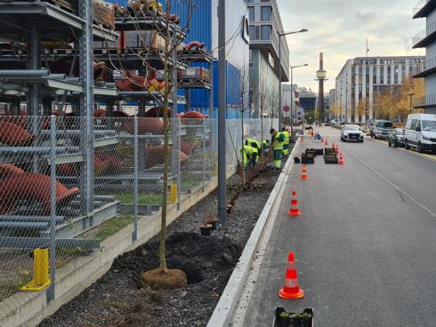 Bild Stadt Zürich: Bepflanzte Strassenränder werden mit Regenwasser versehen. Das Wurzelreich der Bäume und Stauden saugt das Wasser auf und speichert es wie ein Schwamm.