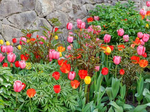 Bild Picturegarden Rohner: Die Tulpen präsentieren sich in bester Blühlaune, doch diverse Pfingstrosenhorste sind mit reger Knospenbildung schon zur Wachablösung bereit.