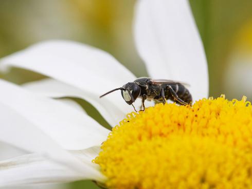 Bild Daniel Labhart: Neben der Honigbiene gibt es bei uns rund 500 weitere Wildbienen-Arten, davon sind knapp 10 Prozent bereits ausgestorben.