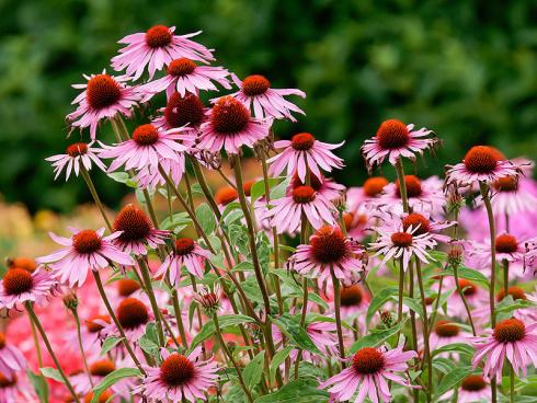 Bild Picturegarden Rohner: Der Sonnenhut ist ein Dauerbrenner in der Sommerrabatte. 