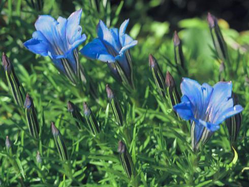 Bild  Picturegarden Rohner: Der Chinesische Schmuckenzian (Gentiana sino-ornata) steht seinem Japanischen Konkurrenten in nichts nach und macht sich auch im Garten sehr gut.