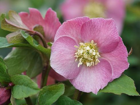 Bild Picturegarden Rohner: Blühende Versuchung in Pink: die Lenzrosensorte ‘Bridget’ lässt kaum jemanden kalt.  