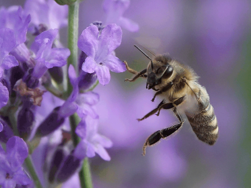 Bild: Picturegarden Rohner - Auch die Honigbienen lieben Lavendel über alles – so sehr dass sie den ganzen Tag kaum einmal eine Pause einlegen.