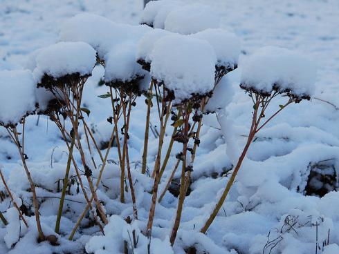 Bild JardinSuisse: Die eingetrockneten Stängel der hohen Sedum-Arten sollten erst im Frühling zurückgeschnitten werden. Sie dienen verschiedenen Insekten als Schutz über den Winter und lassen, mit Raureif und Schnee geschmückt, zauberhafte Winterbilder entstehen.