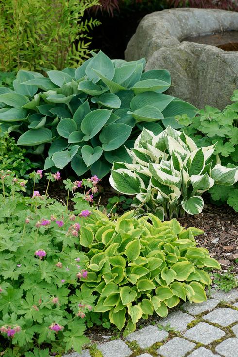 Bild Picturegarden Rohner: Blattschmuck-Funkien (Hosta) und Storchenschnäbel (Geranium) gedeihen auch an schattigen Standorten ausgezeichnet.