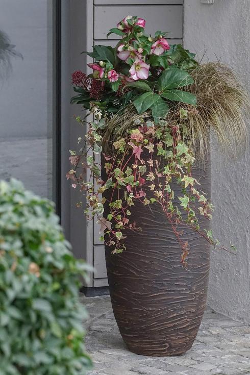 Bild Picturegarden Rohner: Die Winterrose namens ‘Ice N’Roses Picotée’ macht aus diesem Türwächter eine Offenbarung.