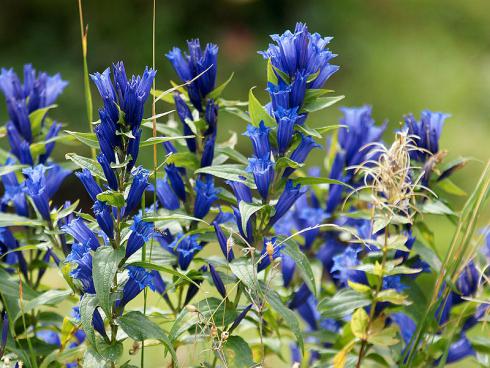 Bild  Picturegarden Rohner: Der Schwalbenwurz-Enzian (Gentiana asclepiadea) blüht von August bis Oktober auf Alpweiden.