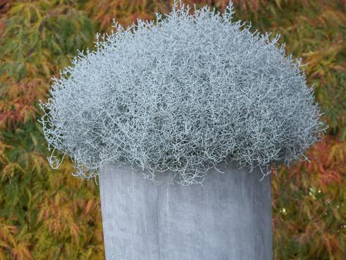 Bild Picturegarden Rohner: Grosse Exemplare des Stacheldrahts (Leucophyta) wirken als Türwächter ausgesprochen elegant. 