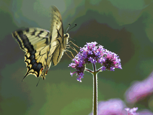 Bild: Picturegarden Rohner - Das Patagonische Eisenkraut (Verbena bonariensis) lockt diverse Schmetterlinge an. An den hohen Stängeln landet der Schwalbenschwanz besonders elegant. 