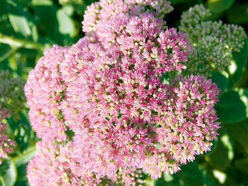 Bild JardinSuisse: Fetthennen sind bei Gärtnern mit Zeitmangel besonders beliebt: Sie benötigen keinen Dünger, kaum Pflege und müssen nur bei langanhaltender Trockenheit gegossen werden.