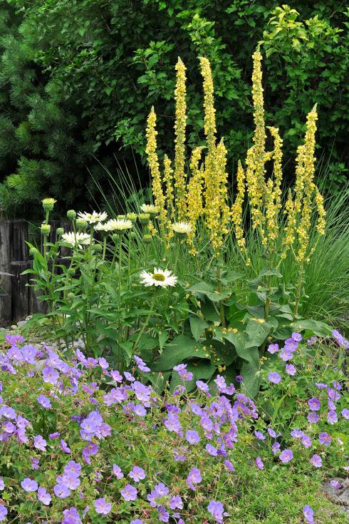 Bild Picturegarden Rohner: Frühsommer-Blütenzauber mit Königskerze (Verbascum), Sonnenhut (Echinacea) und Storchenschnabel (Geranium ‘Rozanne’).