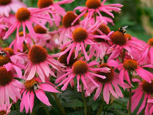 Bild Picturegarden Rohner: In Vollblüte sehen Sonnenhüte einfach famos aus.