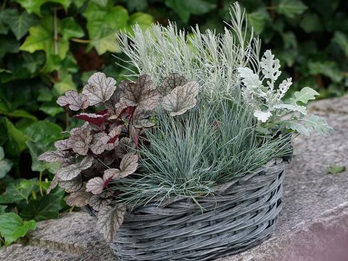 Bild Picturegarden Rohner: Auberginenfarbige Purpurglöckchen (Heuchera) passen mit ihren netzartigen Blattzeichnungen wunderbar zu Silbergrauen. 