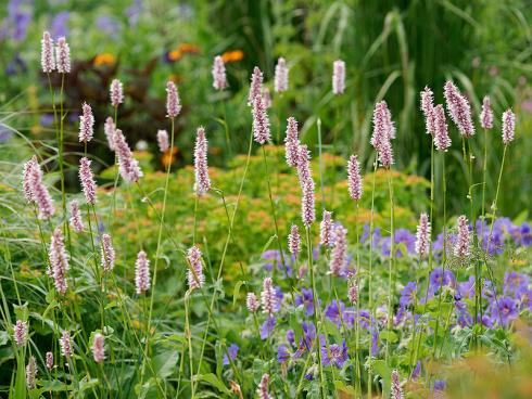 Bild Picturegarden Rohner: Eingebettet in filigrane Gräsertuffs wirken die rosafarbenen Ähren des Schlangenknöterichs (Persicaria) sehr verspielt. Blaue Storchenschnabelblüten (Geranium) ergänzen die Szenerie.