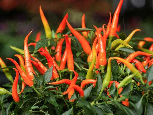 Bild Picturegarden Rohner: Typisch für die Thai-Chilis sind die schlanken, nach oben wachsenden Schoten – scharf! 