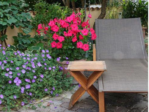 Bild Green Pflanzenhandel, Picturegarden Rohner: Im Sommergarten setzt die neue Dipladenie tolle Farbspots, hier zusammen mit der Staude Geranium ΄Rozanne΄.