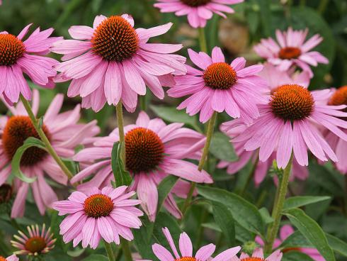 Bild Picturegarden Rohner: Ein besonderer Klassiker unter den Echinaceen: 'Prairie Splendor'