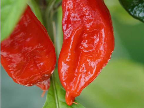 Bild Picturegarden Rohner: Man sieht es den orangeroten Früchten gar nicht so an, aber dieser Indische Chili hat’s in sich … 