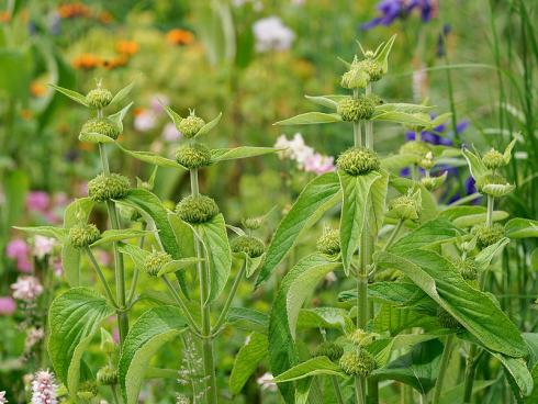 09_Phlomis_DSC1720.jpg Bild Picturegarden Rohner: Manche Blütenstauden wie das Brandkraut (Phlomis) sind das ganze Jahr über attraktiv. Die langen Blütenstängel mit den lustigen Etagen bleiben auch im Winter ein Blickfang. 