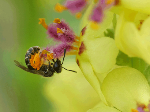 Bild: Picturegarden Rohner - Königskerzen liefern Wildbienen (im Bild eine Schmalbiene Lasioglossum) und Konsorten Nektar und haufenweise Blütenpollen.