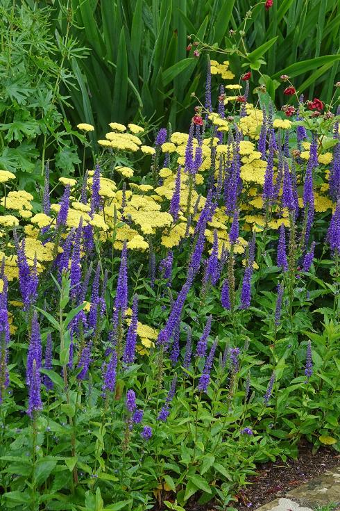 Bild Picturegarden Rohner: Komplementärfarben verstärken die Wirkung: hellgelbe Schafgarben (Achillea) geschickt kombiniert mit gleichzeitig blühendem, Aehrigem Ehrenpreis (Veronica spicata). 