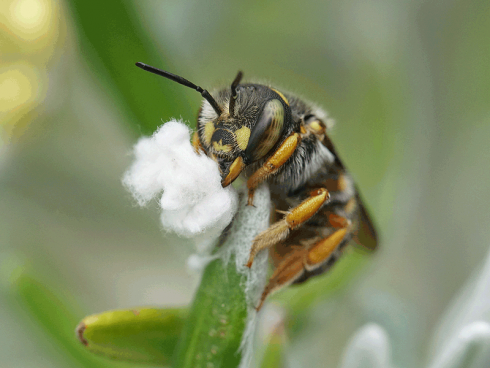 Bild: Picturegarden Rohner - Diese Garten-Wollbiene (Anthidium sp.) schabt als Baumaterial für ihre Brutzellen die Wolle eines Currykrauts (Helichrysum italicum) ab.